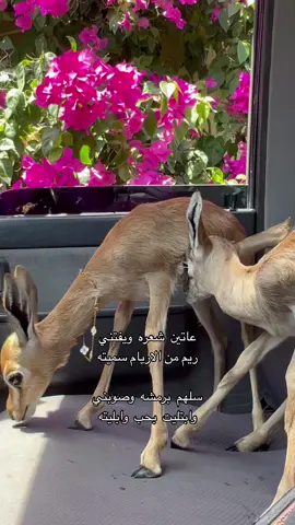 ريم من الاريام سميته 🦌✨.  #tiktok #viral #foryou #viralvideo 