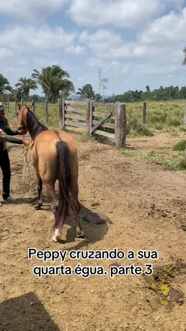 Peppy crusando a sau quarta égua parte 3 #cavalo #vaquejada #viraltiktok #vaqueiro 