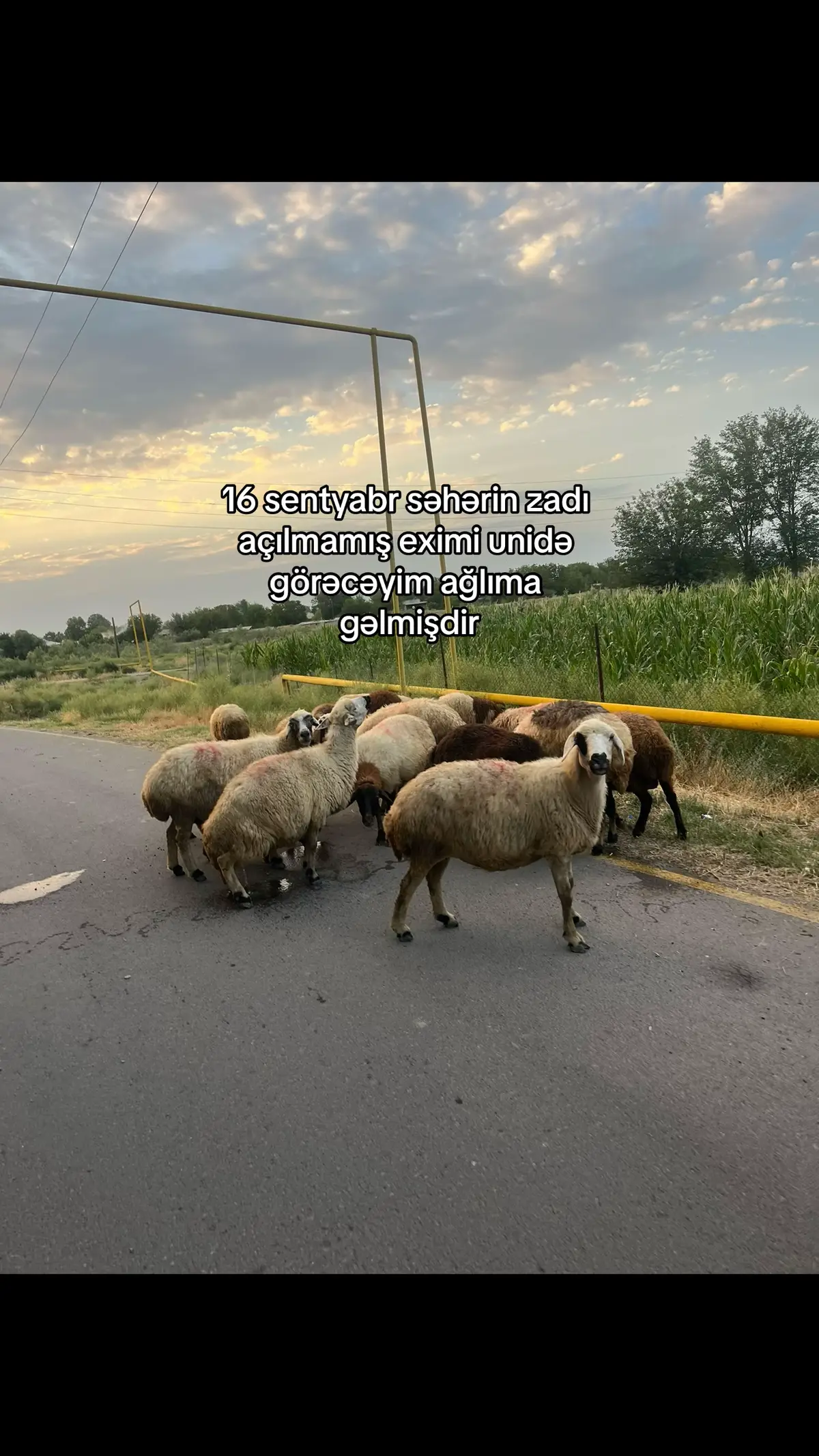 Ne anladın yurdagül neee😂#fyp #bakı #naxcivan #ndu 