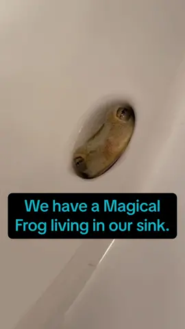 #kermitthefrog #plumbingrepair #frog #kermitontiktok #sink #DIY #ftlauderdale 