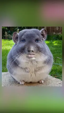 Me está acosando un canibal... #robloxhorror #robloxgames #robloxfyp #roblox #robloxscary 