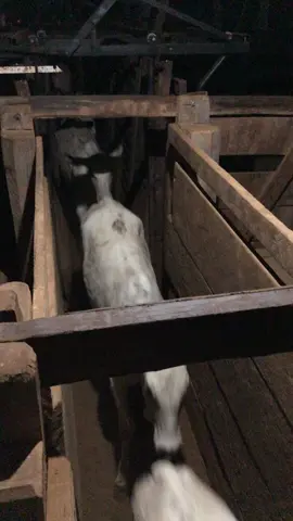 Na pega do gado na madrugada🌚🫡🤠🐂
