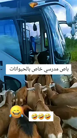 #فيديوهاتمضحكة #اظحك_من_قلبك #مضحكه_جدا_كوميدية_ #فيديوهات_مضحكة #مضحك #مضحكه 