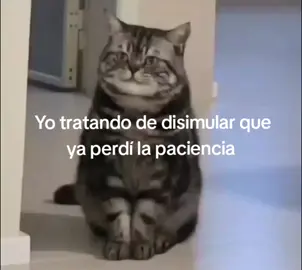 #paratiiii #cats #paraty 