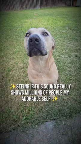 Let's see 👀 #fy #fyp #fypシ #fypシ゚viral #foryou #dog 