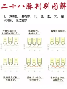 中医28脉#中医 #中医养生 #tcm #脉象 #脉诊 #fyp 