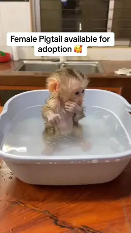 Message privately by tapping on this profile #today #monkeys #monkey #disability #stumptail #monkeylover #monkeybaby #germany #france #usa #cutebaby  #pigtail  #usa