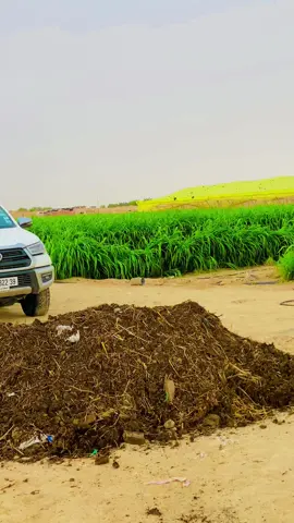 #سوفي_ولد_الجنوب_39🌴🔥💪💵💰 #شعب_الصيني_ماله_حل😂😂 #سوفي_ولد_الجنوب_39 