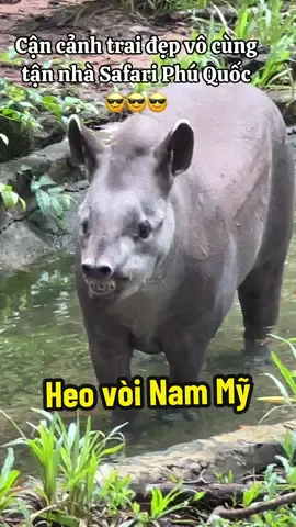 Cận cảnh trai đẹp vô cùng tận nhà Safari Phú Quốc 😎 #vcreator #vinwonders #wondersummer #vinpearlsafariphuquoc #phuquoc #vietnam #meme #pov #xh #foryou #animals #tapir 