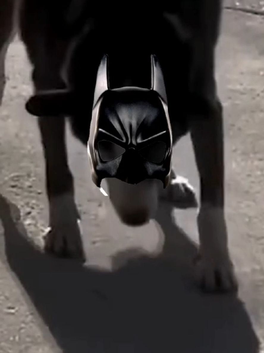 Die Dawgs sind verwirrt  #wenntieresprechenkönnten #lustig #witzig #funny #tiere #animals #meme #lachen #happy #2homiedawgs 