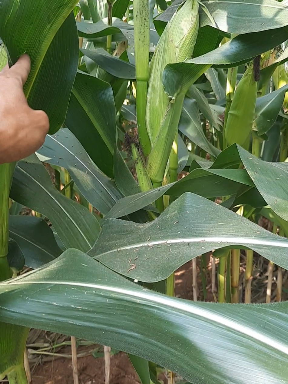 maksumalkan hasil panen jagung  #jagnung #corn #petanijagung #pertanian #perkebunan #pupuk #jagungmanis #jagungorganik #pupuk #poc #jagunghibrida #jagungbakar #nksumo #benihjagung #plantTips #gardeningathome #vegetable #gardeningtips #organic 