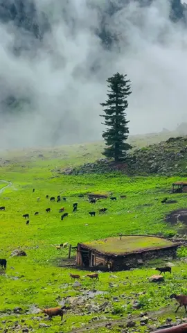 Jab see tune muje 🏔️❤️#exploreswat #swat #exploring #izmis #swatbeauty #neaturalbeauty #kator #utror 