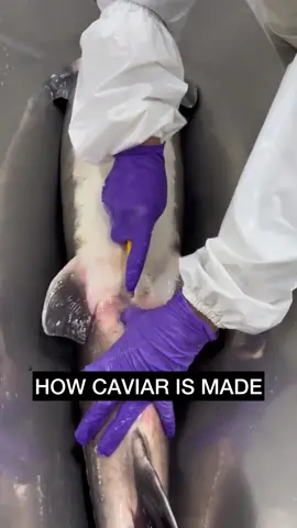 Do you know how caviar is made? 🤷🏽‍♂️
We head to Korea Caviar to find out 🤯
Would you still eat it? 🤷🏽‍♂️ #fyp #foryou #caviar #fish #foodporn #food #howitsmade 