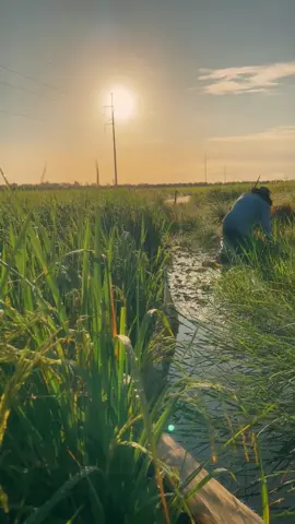 Cánh đồng quê mình sáng sớm #kietdongque #mientay #dongthap #ruonglua #quenha #binhminh 