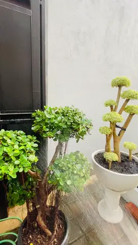 Wayah e nyirami#rumah #rumahminimalis #rumahidaman #taman #bonsai #antingputri #bonsaiantingputri #bonsaidolarmangkok 