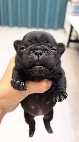 #french #puppy#dogvoice #animals #pet #frenchies #pets #PetsOfTikTok #frenchiebaby #cute #cutepet #cutebaby #pup #frenchbulldog #puppy #puppy #frenchies #puppies #puppytiktok #frenchiepuppies #dog #doggo #frenchiepuppy #doglove #fun #funnyvideo #dogsoftiktok #fyp 