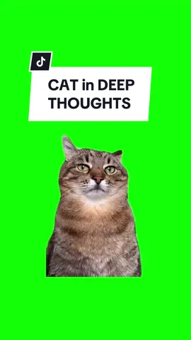 #CapCut CAT in DEEP THOUGHTS. #greenscreen #greenscreenvideo #greenscreenoverlays #fyp #fypシ #fypage #fypppppppppppppppppppppppppppppppppppppppppppppppppppppppppppppppppppppp #fyppage #fypシ❤️💞❤️ #meme #memes #memestagram #freefirememe #memepage #viral #viralvideos #viralreels #viralvideo #viralpost #meme2024 #cat #cats #catsofinstagram #catlover #catmemes #catmeme #trend #trending #viralcats 