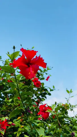 জবা ফুল🌺🌺  ##flower##foryou##viral##views ##Love##สปีดสโลว์fypシ゚viral##pic##everyone