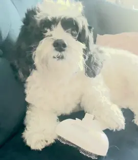 Pet spray hair comb #pets #petsaprayhaircomb 