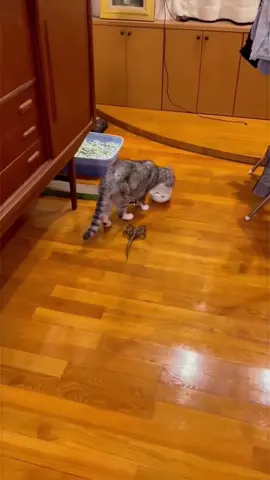 cat scared.#cat#cats#catsoftiktok #pet#PetsOfTikTok #fyp #foryou #foryoupage #tk #tiktok#funny #cute #animals #fyp #tiktok #softiktok 