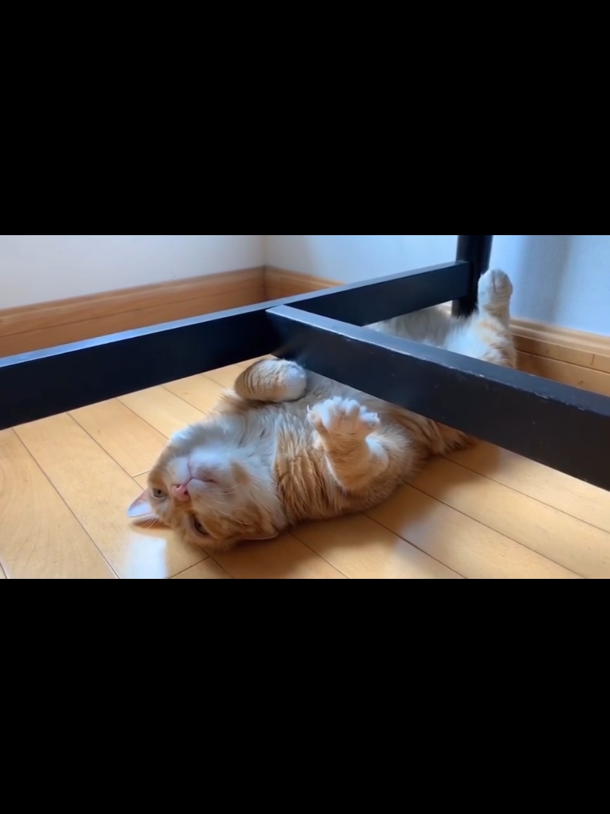 sleeping , New hair  #fyp #cute #cat #viral #kitties #catsoftiktok #catlover #doudou #orangecat #purring #japan #bobtailcat 