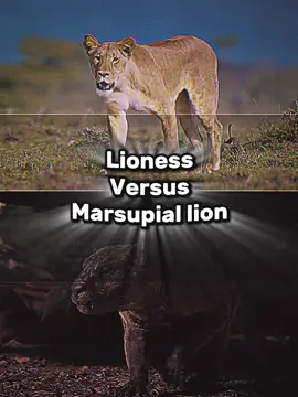 Lioness vs Marsupial lion #1v1 #lions #lion #tiger #animals #edits #shorts