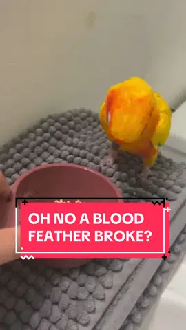 Most bird owners experience this at least once!  Blood feathers are new feathers that are still growing they have a blood supply inside the shaft. This blood supply helps the feather grow but sometimes birds can accidentally damage the feather causing a build up of pressure which will cause the feather to begin to bleed. As the feather matures, the blood supply goes away and the shaft becomes hollow. If you notice your bird bleeding, my first recommendation is to immediately go to a vet, however in the event that you believe that you do not have time, it is best to try and pull the feather. Educating yourself on what to do in an emergency can decrease the risk to your animals ❤️