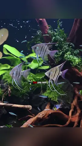 #songs #lyric #aquarium 