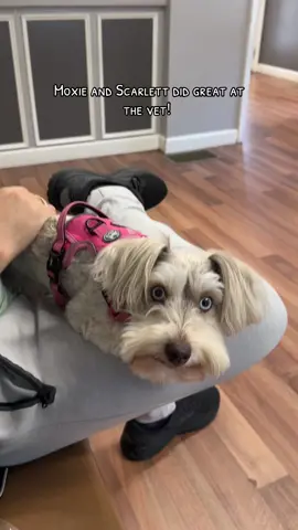 #dogs #dogsoftiktok #schnauzermini #minischnauzer #minischnauzersoftiktok #tiktokdogs #funnydogs #vetappointment 