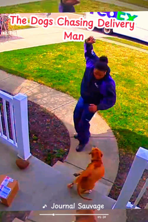 The dogs chasing delivery man, delivery man is hero #satisfying #dogs #animals 