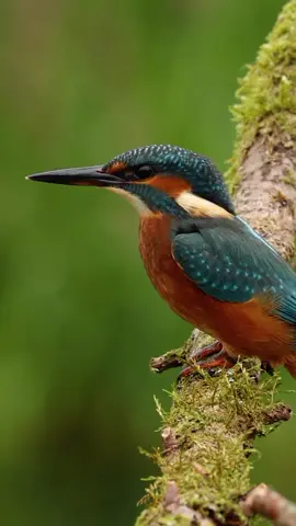 A Kingfisher up close and personal.🙂 #kingfisher #kingfishers #commonkingfisher #alcedoatthis #birdlovers #birdtok #birdsoftiktok #birdslove 