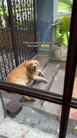 #goldenretrieverlife 