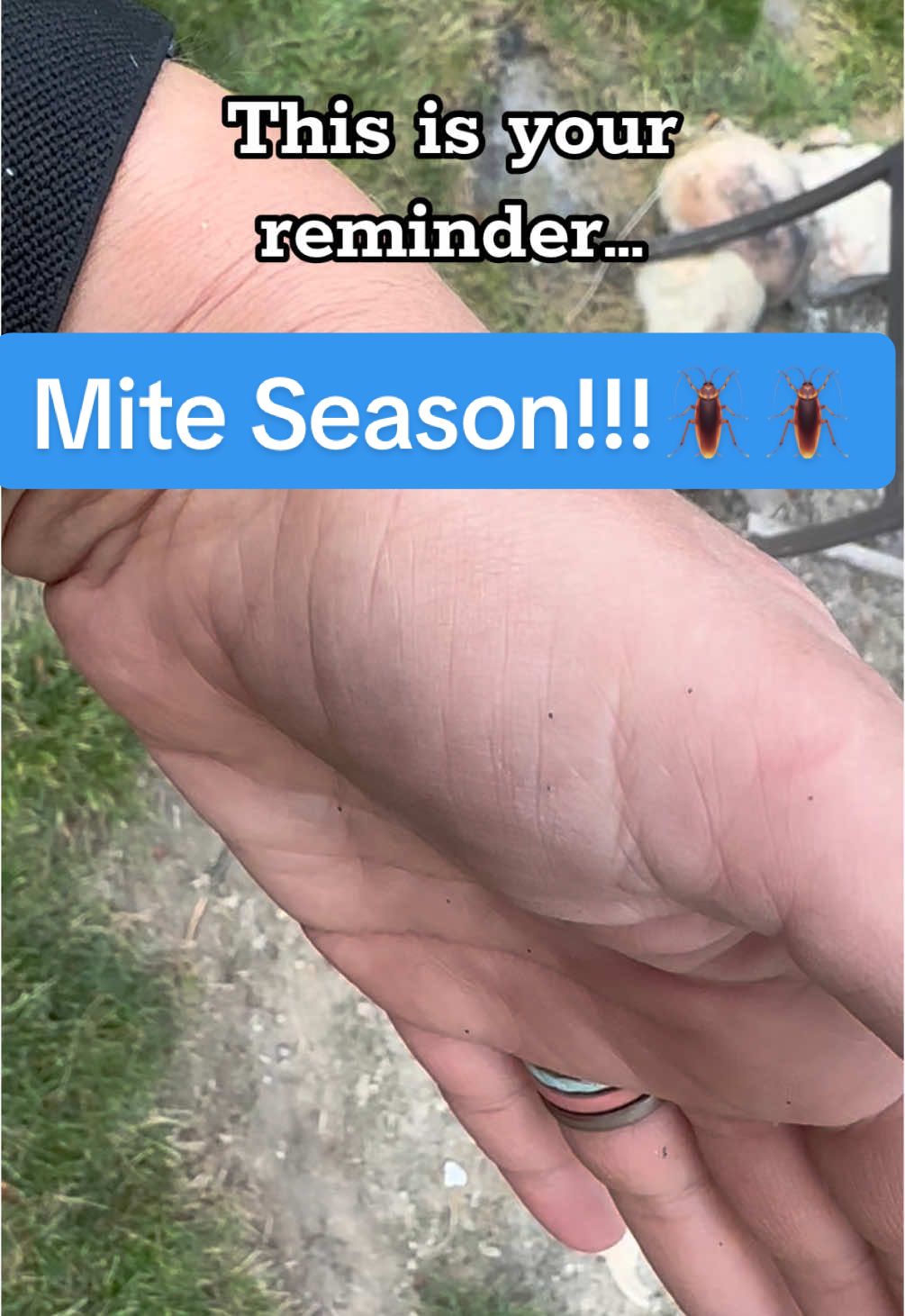 Mites tend to be more active fall and spring! If you look closely you can see them on my hand from a video I took last year. Mites are nothing to be afraid of but it’s important to get them taken care of.  🪳Check your chickens weekly for signs of mites. Poopy butts, excessive preening, less egg laying, refusing to sleep in the coop are all common signs. 🪳 If you suspect mites, go in at night with a flashlight and look on the skin around their vents.  🪳I treat the chickens and coop with elector psp. It’s expensive but it lasts forever and you only use a little bit. But some with a chicken friend and keep it on hand!  #chickens #chickenmites #mites #poultry #poultrycare #chickenkeeping