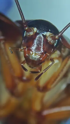#cocroach #microscope #zoom #foryou 