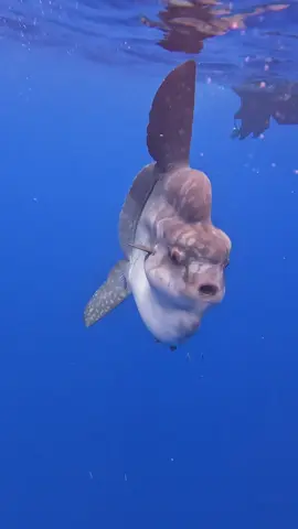Mola mola, world’s largest bony fish 😮 yesterday’s sighting: Sun fish 🤩  #molamola #peixelua #sunfish #madeiraisland #joinus #sightings #visitcalheta #visitmadeira 