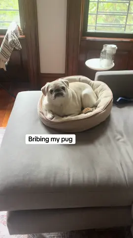 How am i going to bribe Smokey without milkbones from blue bottle???