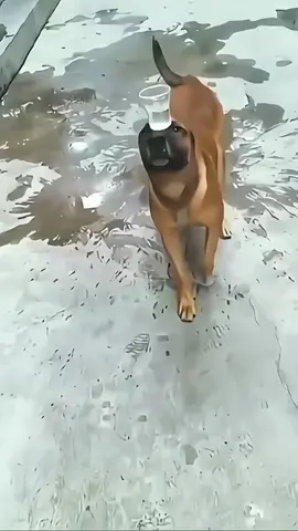 #k9 #dog #tactical #trending #trainingdog #dogsoftiktok #dogstraining 