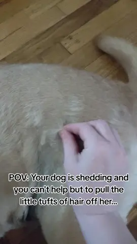 It's like an ✨ obsession ✨  I can't help it, it's so satisfying. 😂 #doghair #dogshedding #sheddingseason #obsession #sosatisfying #dogsoftiktok 