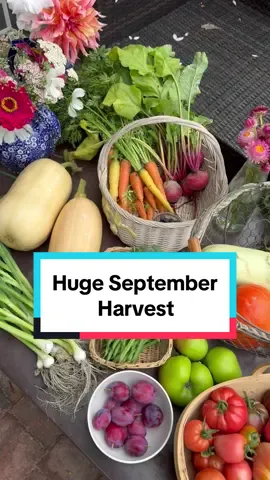 I got quite alot of wonkey veg in this harvest! 🤣  #garden #PlantTok #vegetablegarden #growyourownfood #pumpkinseason #gardentoplate 