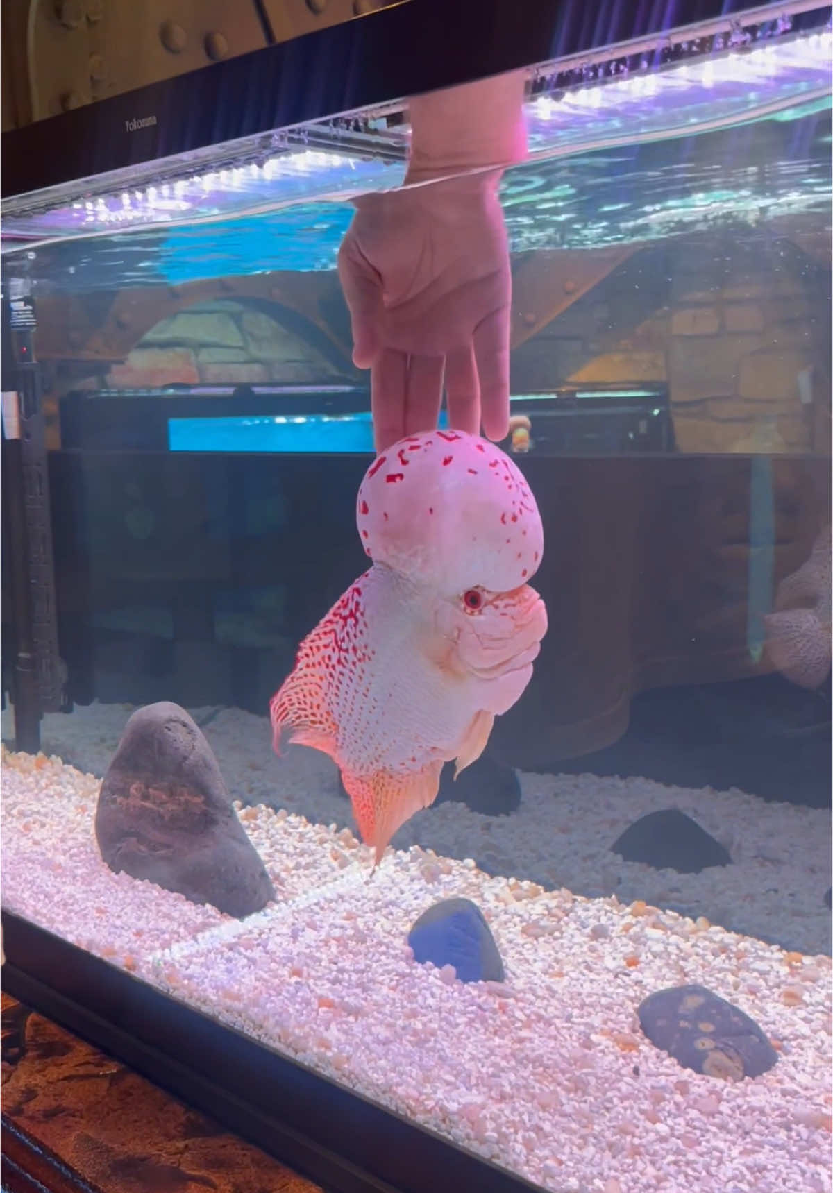 Beautiful flowerhorn cichlid interacting with his owner #aquariums #aquarium #flowerhorn #flowerhornfish #flowerhornlover #flowerhornkeeper #flowerhorncichlid 