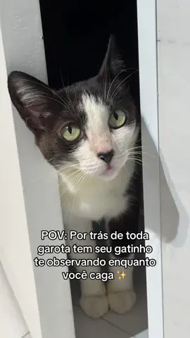 Sempre nos acompanhando em tudo 💛 #fyp #fy #gatostiktok 