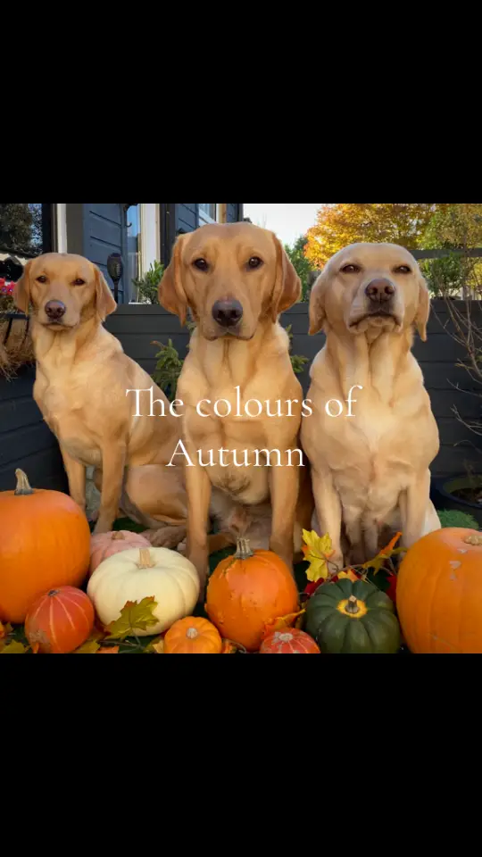 #hawthornegundogs #labrador #mansbestfriend #csjspecialistcaninefeed #britishlabs #fyp
