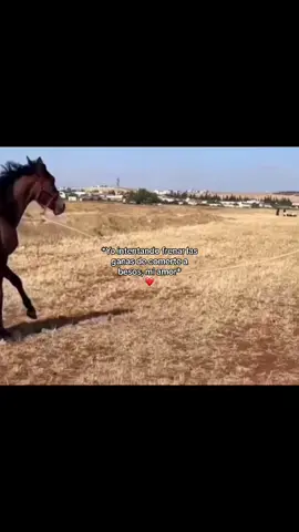 😮‍💨 #amor #caballos #miamor #caballo #horse #Love #besos #novia #novios #couple #goals 
