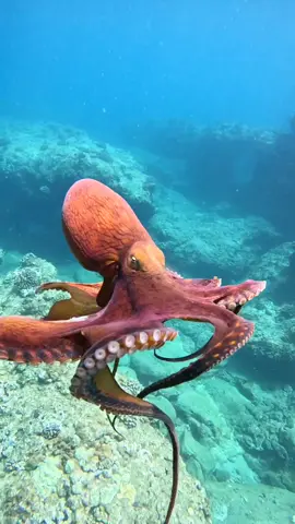 POLVO #curioso #bichos #aprendanotiktok 