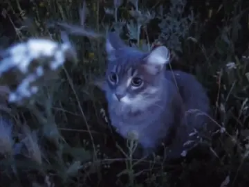 • a place where everything is carefree / #cats #fy #aesthetic #wizewave 