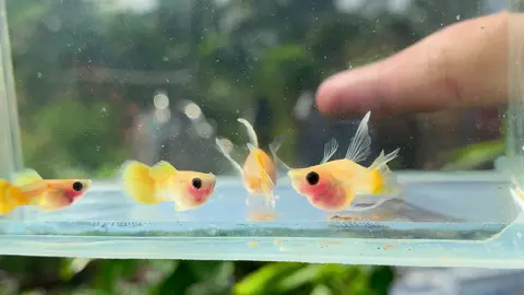 Gold short seethur rb finc 🇻🇳 #xuhuongtiktok #guppy #guppyfish #guppyshortbody 