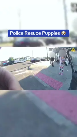 Police Resuce Puppies #viral #foryoupage #foryou #dogs 