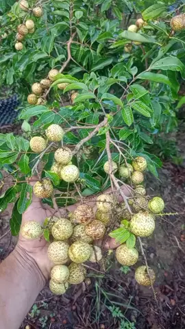 #CapCut 333.33.7097.#https ://www.facebook.com/profile.php?id=100041905552455&mibextid=ZbWKwL