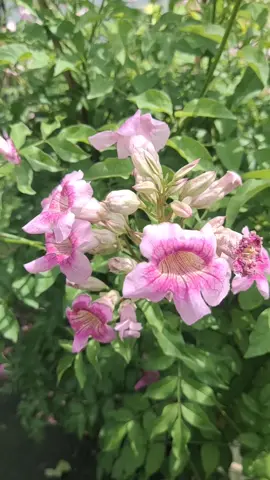 ต้นแฮปปี้เนส หรือ ทองอุไรชมพู ชื่อก็บอกแล้วว่า คือ ความสุข  ปลูกเอาไว้ มีความสุขแน่นอน  ออกดอกตลอดทั้งปี ให้กลิ่นหอมอ่อนๆ เนรมิต การ์เด้น💛 ☎️0924942896 #ทองอุไรชมพู #ต้นแฮปปี้เนส  #เทรนด์วันนี้ #ไม้ดอกไม้ประดับ #ไม้ดอกคลอง 15  #ไม้ประดับ #ไม้ดอก 