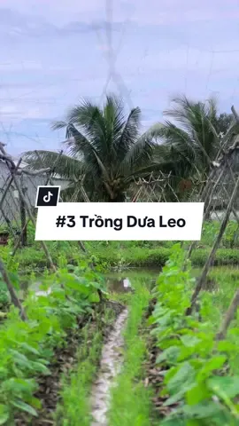 Trồng dưa leo mùa mưa bão #hienonha 